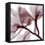 Burgundy  Luster 2-Albert Koetsier-Framed Stretched Canvas