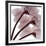 Burgundy  Luster-Albert Koetsier-Framed Photographic Print