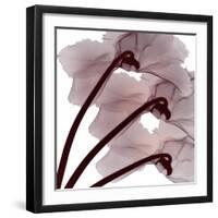 Burgundy  Luster-Albert Koetsier-Framed Photographic Print