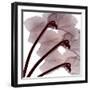 Burgundy  Luster-Albert Koetsier-Framed Photographic Print