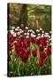 Burgundy Red and White Tulips in Spring-Colette2-Stretched Canvas