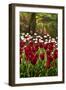 Burgundy Red and White Tulips in Spring-Colette2-Framed Photographic Print