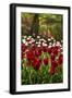 Burgundy Red and White Tulips in Spring-Colette2-Framed Photographic Print