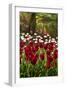 Burgundy Red and White Tulips in Spring-Colette2-Framed Photographic Print