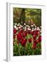 Burgundy Red and White Tulips in Spring-Colette2-Framed Photographic Print