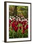 Burgundy Red and White Tulips in Spring-Colette2-Framed Photographic Print