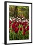 Burgundy Red and White Tulips in Spring-Colette2-Framed Photographic Print