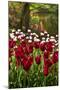 Burgundy Red and White Tulips in Spring-Colette2-Mounted Photographic Print