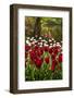 Burgundy Red and White Tulips in Spring-Colette2-Framed Photographic Print