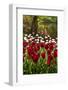 Burgundy Red and White Tulips in Spring-Colette2-Framed Photographic Print