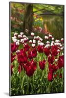 Burgundy Red and White Tulips in Spring-Colette2-Mounted Photographic Print