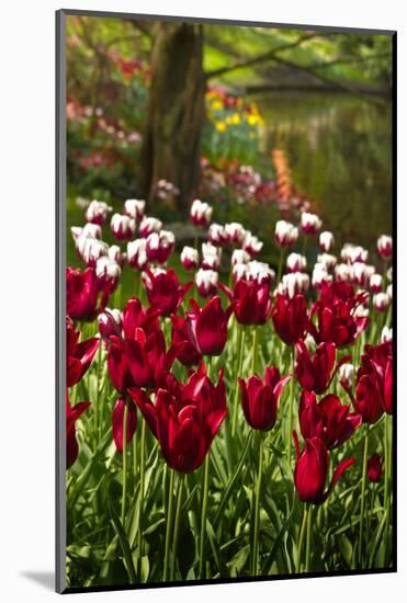 Burgundy Red and White Tulips in Spring-Colette2-Mounted Photographic Print