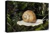 Burgundy Snail Edible Snail-null-Stretched Canvas