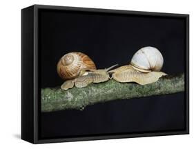 Burgundy Snails-Bjorn Svensson-Framed Stretched Canvas