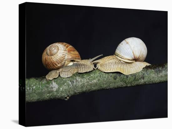 Burgundy Snails-Bjorn Svensson-Stretched Canvas