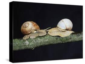 Burgundy Snails-Bjorn Svensson-Stretched Canvas