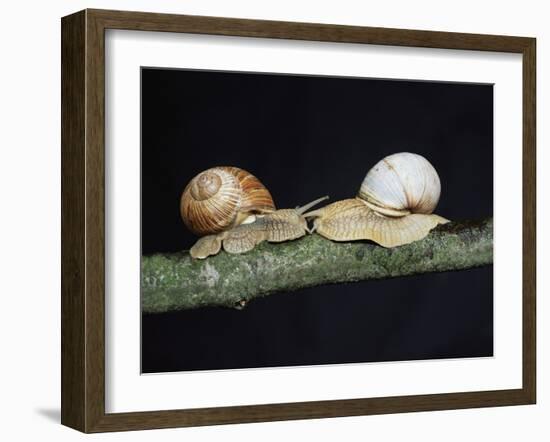 Burgundy Snails-Bjorn Svensson-Framed Photographic Print