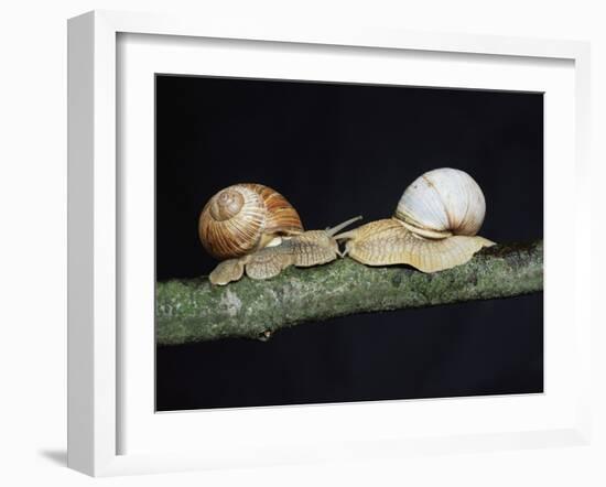 Burgundy Snails-Bjorn Svensson-Framed Photographic Print