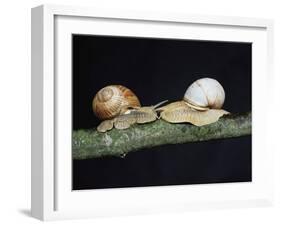 Burgundy Snails-Bjorn Svensson-Framed Photographic Print