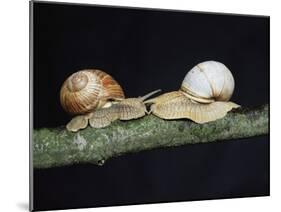 Burgundy Snails-Bjorn Svensson-Mounted Photographic Print