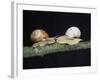 Burgundy Snails-Bjorn Svensson-Framed Photographic Print