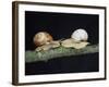 Burgundy Snails-Bjorn Svensson-Framed Photographic Print