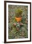 Burial Flowers-Tim Kahane-Framed Photographic Print