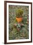 Burial Flowers-Tim Kahane-Framed Photographic Print