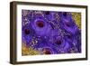 Buried Treasure III-Tina Lavoie-Framed Giclee Print