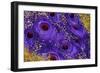 Buried Treasure III-Tina Lavoie-Framed Giclee Print