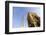 Burj Khalifa, Dubai, United Arab Emirates, Middle East-Amanda Hall-Framed Photographic Print