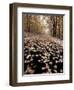 Burke Mountain Roadway, East Burke, Vermont, USA-Darrell Gulin-Framed Photographic Print