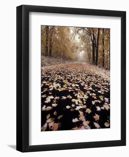 Burke Mountain Roadway, East Burke, Vermont, USA-Darrell Gulin-Framed Photographic Print