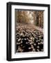 Burke Mountain Roadway, East Burke, Vermont, USA-Darrell Gulin-Framed Photographic Print