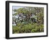 Burma, Rakhine State, Fruit Bats Spend the Day Hanging from the Branches of Large Trees, Myanmar-Nigel Pavitt-Framed Photographic Print