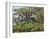 Burma, Rakhine State, Fruit Bats Spend the Day Hanging from the Branches of Large Trees, Myanmar-Nigel Pavitt-Framed Photographic Print