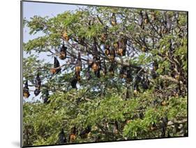 Burma, Rakhine State, Fruit Bats Spend the Day Hanging from the Branches of Large Trees, Myanmar-Nigel Pavitt-Mounted Photographic Print