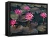 Burma, Sittwe, Beautiful Lotus Flowers Bloom in Rainwater Pond on Outskirts of Sittwe, Myanmar-Nigel Pavitt-Framed Stretched Canvas