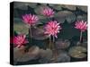 Burma, Sittwe, Beautiful Lotus Flowers Bloom in Rainwater Pond on Outskirts of Sittwe, Myanmar-Nigel Pavitt-Stretched Canvas