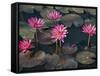 Burma, Sittwe, Beautiful Lotus Flowers Bloom in Rainwater Pond on Outskirts of Sittwe, Myanmar-Nigel Pavitt-Framed Stretched Canvas