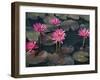 Burma, Sittwe, Beautiful Lotus Flowers Bloom in Rainwater Pond on Outskirts of Sittwe, Myanmar-Nigel Pavitt-Framed Photographic Print