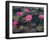 Burma, Sittwe, Beautiful Lotus Flowers Bloom in Rainwater Pond on Outskirts of Sittwe, Myanmar-Nigel Pavitt-Framed Photographic Print