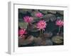 Burma, Sittwe, Beautiful Lotus Flowers Bloom in Rainwater Pond on Outskirts of Sittwe, Myanmar-Nigel Pavitt-Framed Photographic Print