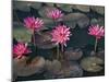 Burma, Sittwe, Beautiful Lotus Flowers Bloom in Rainwater Pond on Outskirts of Sittwe, Myanmar-Nigel Pavitt-Mounted Photographic Print