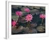 Burma, Sittwe, Beautiful Lotus Flowers Bloom in Rainwater Pond on Outskirts of Sittwe, Myanmar-Nigel Pavitt-Framed Photographic Print