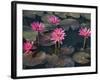 Burma, Sittwe, Beautiful Lotus Flowers Bloom in Rainwater Pond on Outskirts of Sittwe, Myanmar-Nigel Pavitt-Framed Photographic Print