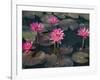 Burma, Sittwe, Beautiful Lotus Flowers Bloom in Rainwater Pond on Outskirts of Sittwe, Myanmar-Nigel Pavitt-Framed Photographic Print