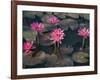 Burma, Sittwe, Beautiful Lotus Flowers Bloom in Rainwater Pond on Outskirts of Sittwe, Myanmar-Nigel Pavitt-Framed Photographic Print