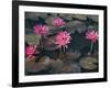 Burma, Sittwe, Beautiful Lotus Flowers Bloom in Rainwater Pond on Outskirts of Sittwe, Myanmar-Nigel Pavitt-Framed Photographic Print