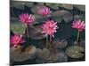 Burma, Sittwe, Beautiful Lotus Flowers Bloom in Rainwater Pond on Outskirts of Sittwe, Myanmar-Nigel Pavitt-Mounted Photographic Print